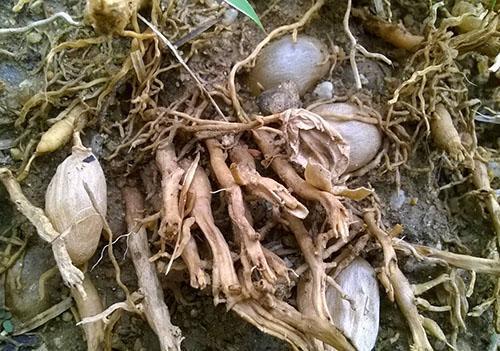 Una de las razones de la caída de los espárragos es la pudrición de las raíces.