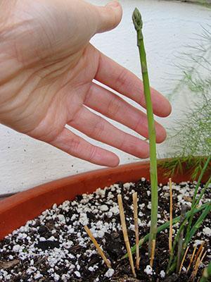 El aire seco también puede causar la muerte de las plantas.