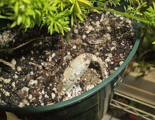 Una planta enferma necesita tierra fresca y alimentación líquida.