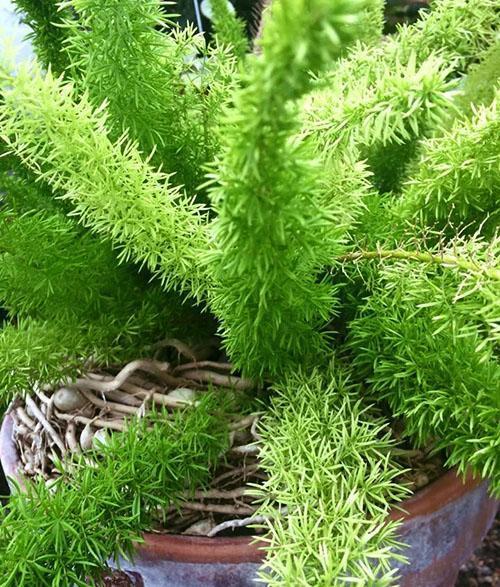 La transplantation et l'élimination en temps opportun des racines malades aideront à sauver la plante