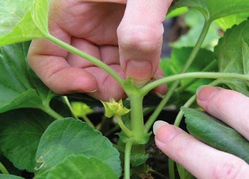 Propagación de pelargonio por esquejes.