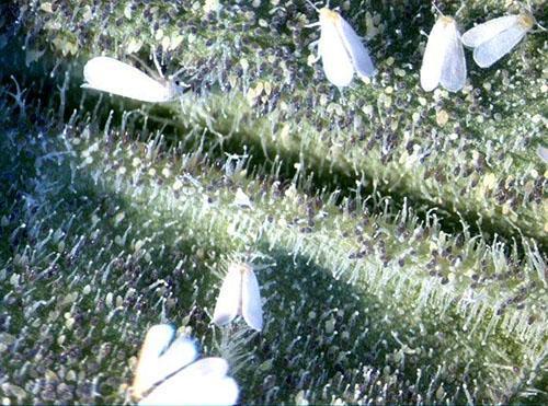 Mouche blanche sur les feuilles des plantes