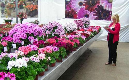 Exposición de pelargonios de diferentes especies y variedades