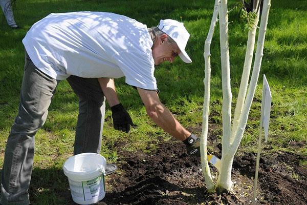 blanchiment soigneux des malles