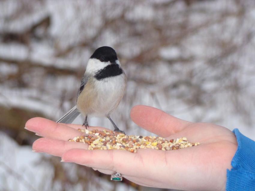 comment bien nourrir les oiseaux