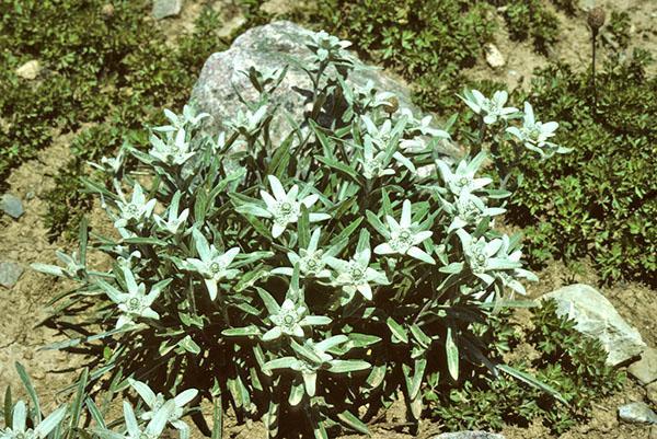 edelweiss