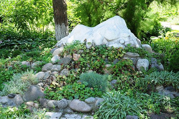 combinación perfecta de piedras y plantas