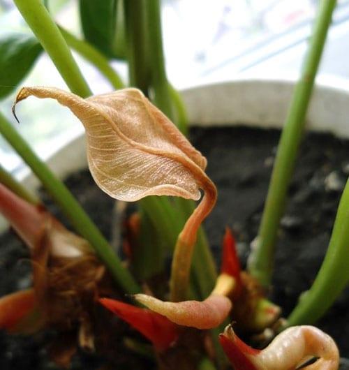débordement d'anthurium