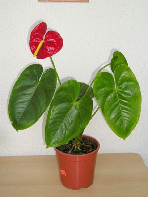 jeune anthurium