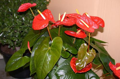 anthurium sain