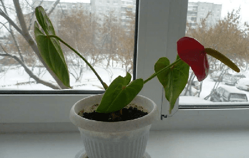 flétrissement de l'anthurium