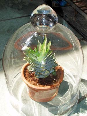 Enracinement d'une rosette de feuilles sous le capot