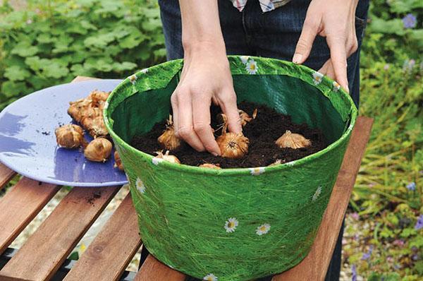 planter des glaïeuls en pot