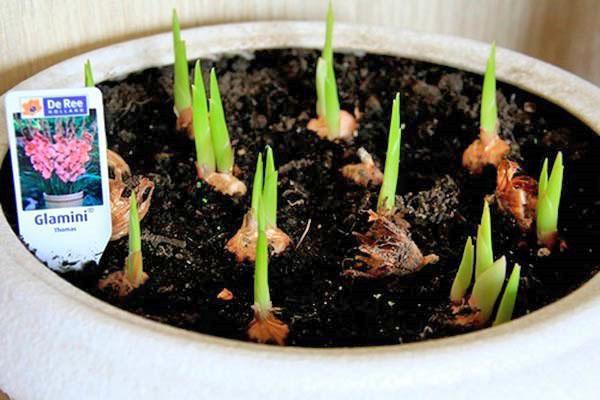 brotes de gladiolos en una olla