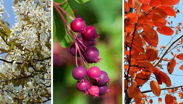 Irga canadien de la floraison à la pleine maturité