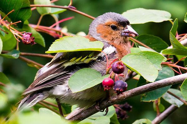 Le poussin mange les fruits de l'irgi