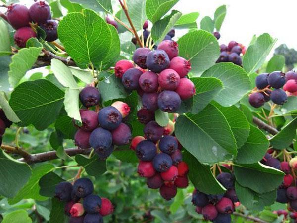 Arbusto de hoja caduca irga