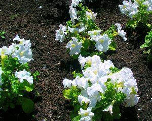 pétunia dans le sol