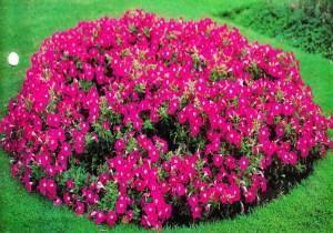 petunia