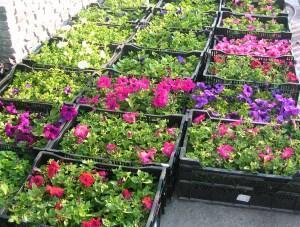 variedad de petunias