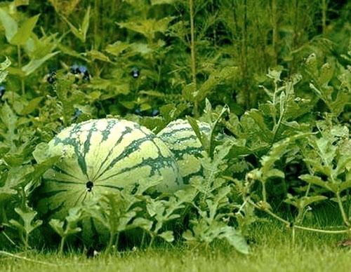 Pastèques dans les parterres de jardin