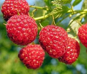 photo de framboise