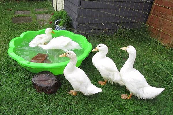 Condiciones agradables para las aves de corral