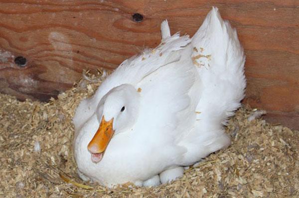 Pato en el nido