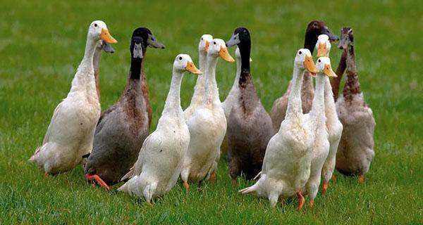 Patos para caminar