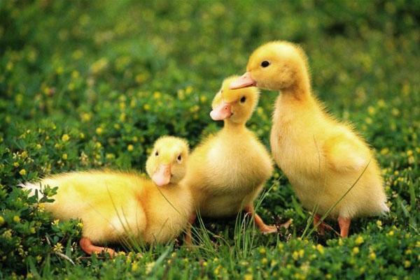 Patitos en la hierba