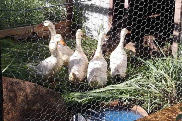 Patos en el recinto de verano