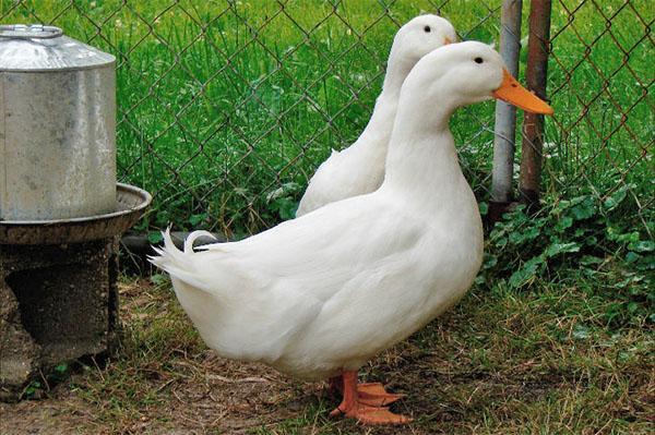 A los patos les encanta la hierba