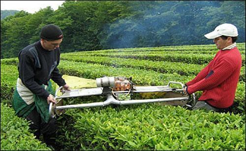 Cortar flores de menta en plantaciones