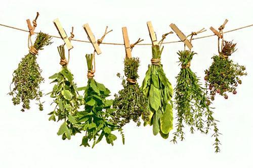 Una forma de secar plantas medicinales en casa.