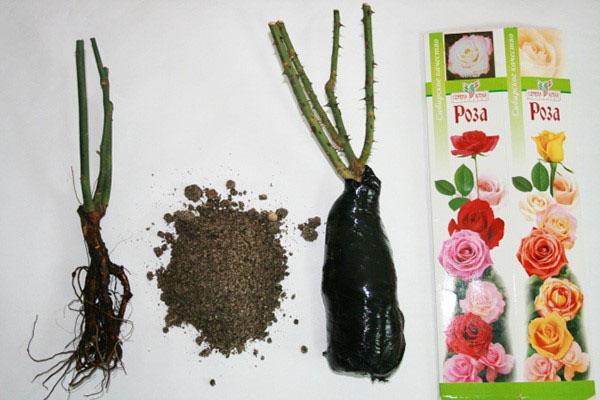 semis de rose dans une boîte