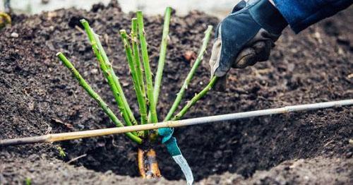 planter une rose à partir d'une boîte en pleine terre