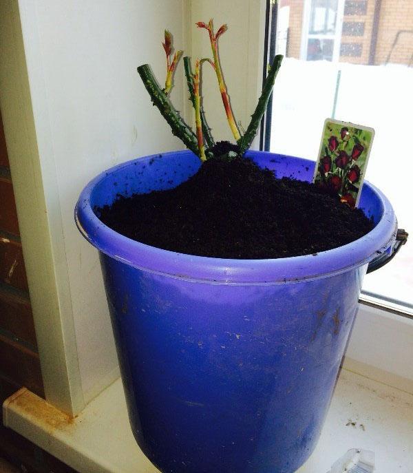 planter une rose d'une boîte dans un pot