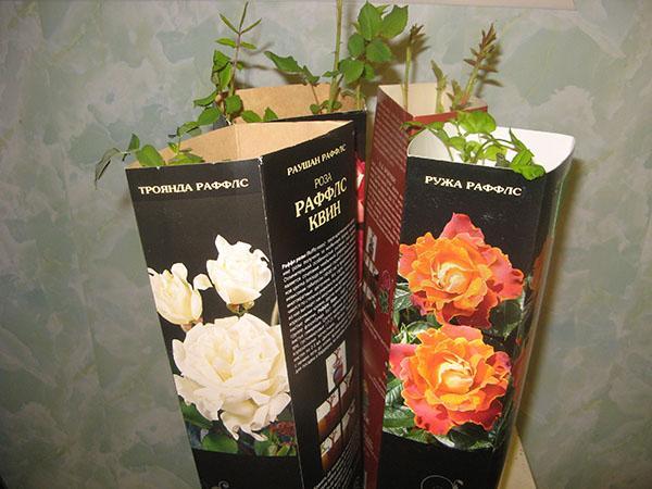 les roses hors de la boîte doivent être plantées de toute urgence