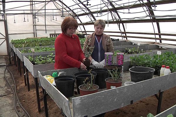 planter des roses d'une boîte dans un pot