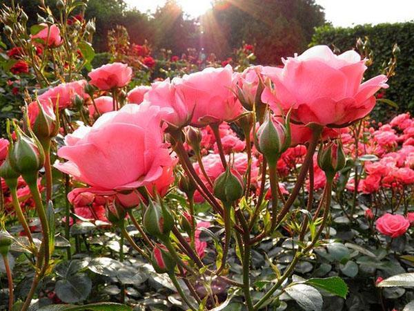 les roses fleurissent sur le site