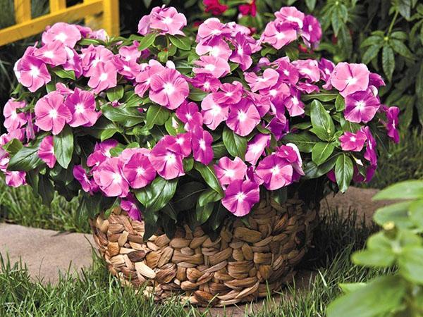 catharanthus en pot dans le jardin