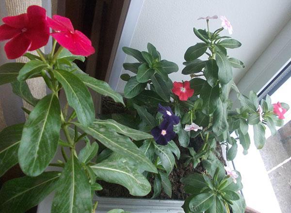 prendre soin du catharanthus en hiver