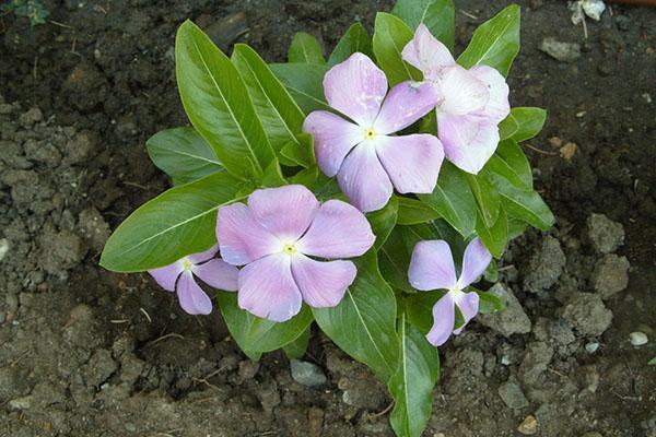 catharanthus en casa