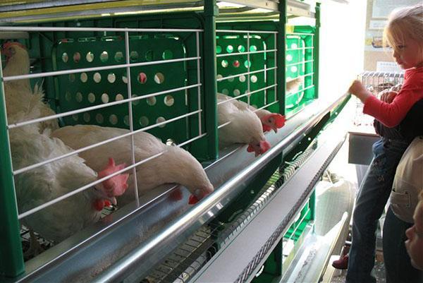 poulets de chair en cage