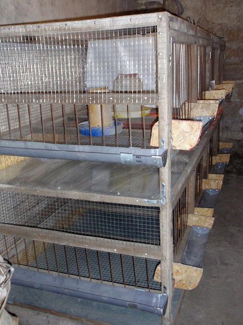 cages à poulets de chair à plusieurs niveaux