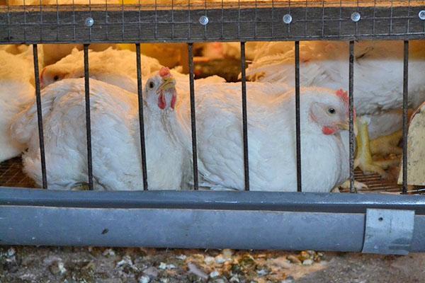 élevage de poulets de chair en cage