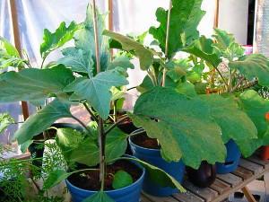 aubergines en pot