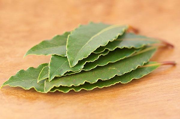 poner la hoja de laurel dentro de la canal