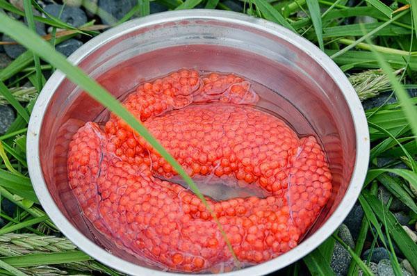 verser de l'eau salée sur le caviar non épluché