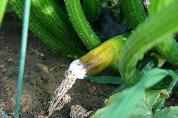 pourriture des fruits des courgettes